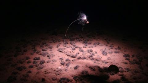 Image de fonds marins de la zone de fracture Clarion-Clipperton dans l'océan Pacifique, fournie par le National Oceanography Centre le 24 juillet 2023