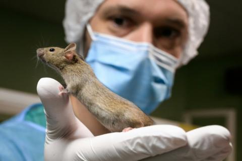Un rat de laboratoire à l'Université de Genève, le 18 janvier 2022