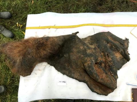 Image prise en septembre 2018 et transmise par l'Université de Stockholm de la peau d'un mammouth laineux vieux de 52.000 ans et retrouvée en Sibérie, en Russie