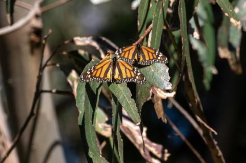 Des papillons monarques hivernent à Natural Bridges State Beach à Santa Cruz, le 26 janvier 2023
