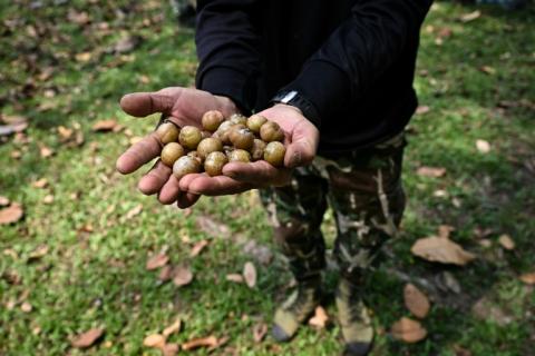 Un membre de l'équipe scientifique montre des fruits de phyllantus emblica recueillis dans la réserve d'Umphang, le 21 mars 2025 en Thaïlande