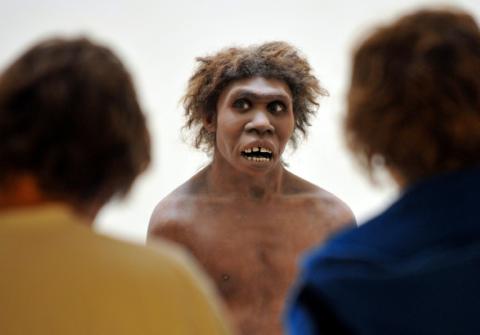 Photo d'un modèle de Néandertal au musée d'Eyzies-de-Tayac, le 2 juillet 2008