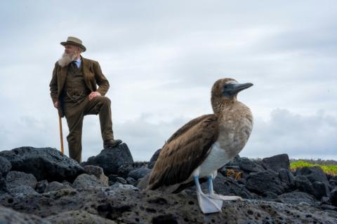 Ein Mann, der Forscherlegende Charles Darwin täuschend ähnlich sieht, beobachtet auf den Galápagos-Inseln Meerechsen und Blaufußtölpel: Kenneth Noll, emeritierter US-Professor, folgt im Darwin-Kostüm den Spuren seines Idols.
