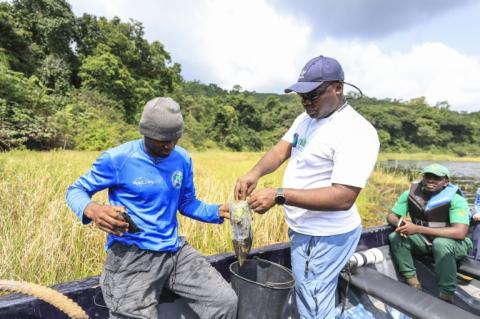 Aristide Takoukam Kamla (d) et Thierry Aviti prélèvent un échantillon de salvinia sur le lac Ossa, à Dizangue, le 10 décembre 2024 au Cameroun