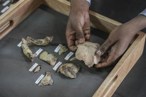 Des ossements de la célèbre australopithèque Lucy au musée national d'Ethiopie, le 19 novembre 2024 à Addis Abeba