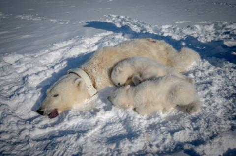 Une ourse polaire anesthésiée et équipée d'un collier GPS, et ses deux oursons, dans l'est du Spitzberg, dans l'archipel du Svalbard, le 6 avril 2025