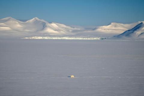 Un ours polaire à Longyearbyen, en Norvège, le 6 avril 2025