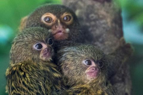 Des ouistitis au zoo de Mulhouse dans l'Est de la France, en juin 2020