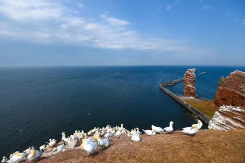 Das Alfred-Wegener-Institut hat in der Nordsee bei Helgoland im vergangenen Jahr einen Temperaturrekord gemessen. Demnach lag die mittlere Wassertemperatur 2023 bei knapp 11,9 Grad Celsius und damit höher als je zuvor seit Beginn der Messreihe 1962.