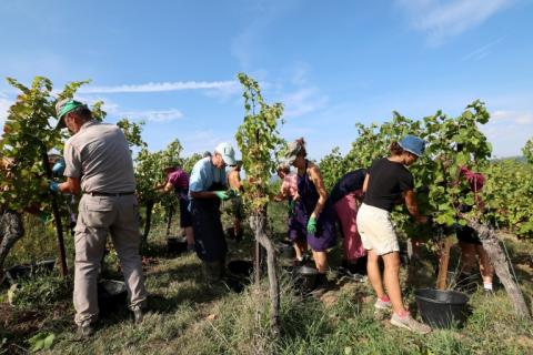 Des vendangeurs récoltent des raisins résistant aux maladies, issus d'une hybridation entre des vignes sauvages américaines et des françaises, le 12 septembre 2023 à Traenheim, dans le Bas-Rhin