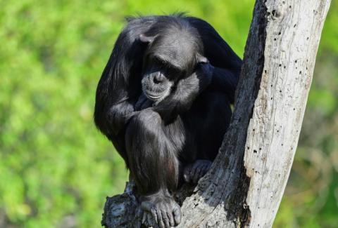 Un chimpanzé au zoo Bioparc de Valence, en Espagne, le 13 octobre 2024