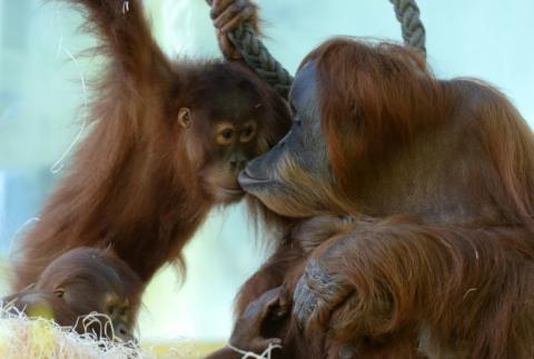 In Zoos lebende Orang-Utans sind laut einer Studie neugieriger als ihre Artgenossen in der Wildnis. Die Untersuchung zeigt, dass Orang-Utans im Zoo häufiger und vielfältiger ihre Umwelt erkunden, wie die Max-Planck-Gesellschaft in München mitteilte.