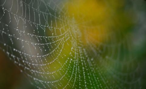 Schwarze Witwen locken Männchen mit einer Art Käsefußgeruch an. Der Duft zieht Männchen an und steuert deren Balzverhalten, wie Forschende der Universität Greifswald herausfanden.