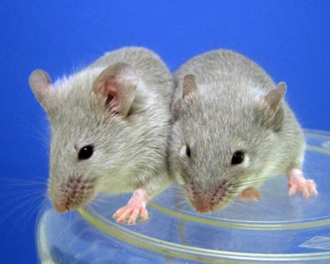 Ein Forscherteam der Universität Heidelberg hat im Gehirn von Mäusen eine zweite Stammzellart entdeckt. Sie entdeckten diese zufällig bei der Untersuchung der Abläufe, bei denen sich im Hirn erwachsener Mäuse aus Stammzellen neue Nervenzellen bilden.