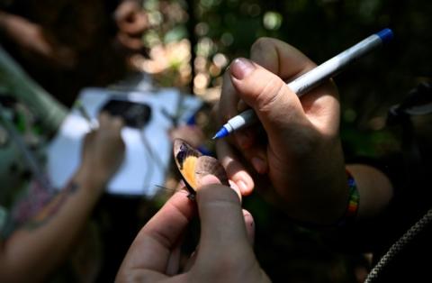 La biologiste Elisa Levy marque un papillon dans la réserve amazonienne de Cuyabeno, en Équateur, le 28 mars 2024