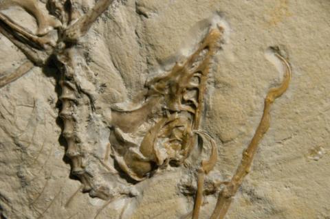Image d'un fossile d'Archaeoptéryx fournie le 11 mai 2010 par le Laboratoire national de l'accélérateur SLAC du Département de l'Energie des États-Unis.