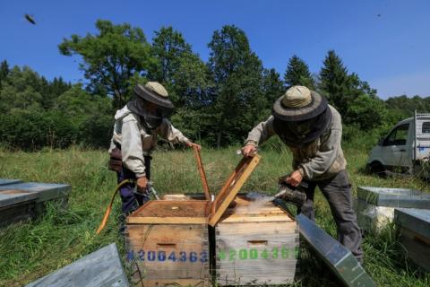 Des apiculteurs travaillent dans leur rucher, à Saint Ours (Puy-de-Dôme), le 20 août 2024