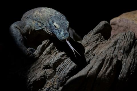 Le dragon de Komodo peut atteindre trois mètres de long et peser jusqu'à 90 kg