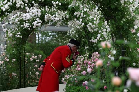 Un membre du Chelsea Flower Show regrde un étalage de roses le 19 mai 2025