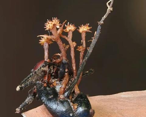 La nouvelle espèce d'hyperparasite (Pleurocordyceps cornusynnemata) se développant sur une fourmi morte qui se nourrit du champignon invasif d'origine, à Lahad Datu, sur l'île de Bornéo, en Malaisie (photo prise le 13 octobre 2024 et publiée le 11 juin 2026)