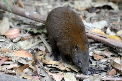 Warum hüpft das Känguru? Hinweise darauf könnte nun ein kleines Beuteltier aus dem entlegenen australischen Regenwald geben. Forscher haben die Fortbewegung des Moschusrattenkängurus untersucht - und kommen zu spannenden Erkenntnissen.