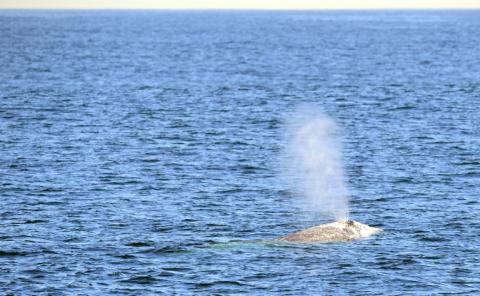 Des baleines grises du Pacifique ont vu leur taille diminuer de 13% en deux décennies, selon une récente étude qui offre de nouvelles indications sur les effets du changement climatique sur les mammifères marins