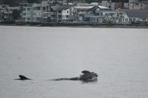 Image fournie par le Service des pêches de la NOAA, montrant l'orque Tahlequah portant un baleineau nouveau-né récemment décédé dans le Puget Sound, au large de West Seattle, dans l'État de Washington, le 1er janvier 2025. Cette orque, qui avait porté son baleineau mort pendant plus de deux semaines en 2018, a de nouveau perdu un nouveau-né