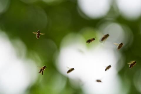 Pour mesurer les particules en suspension aux abords de certains sites du Centre spatial guyanais, des ruches ont été installées depuis 2017 car les abeilles font office de bio indicateurs