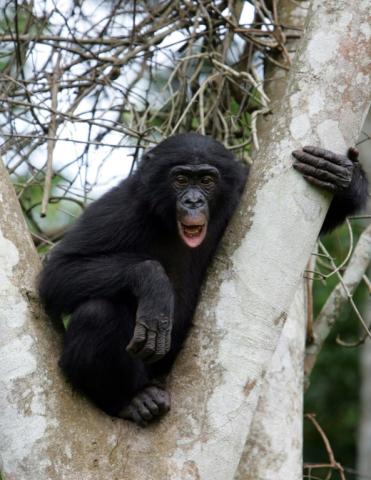 Un bonobo dans le parc "Lola ya bonobo" près de Kinshasa, le 4 novembre 2006 en RDC