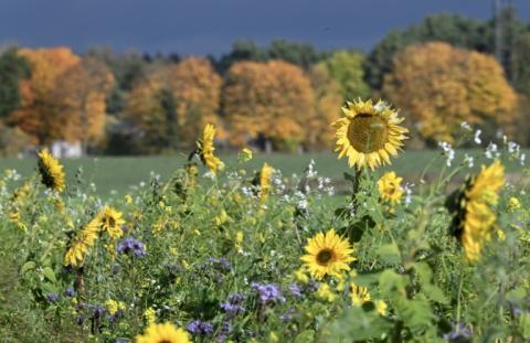 Des tournesols et d'autres fleurs dans une prairie à Oranienburg, près de Berlin, le 22 octobre 2024 en Allemagne