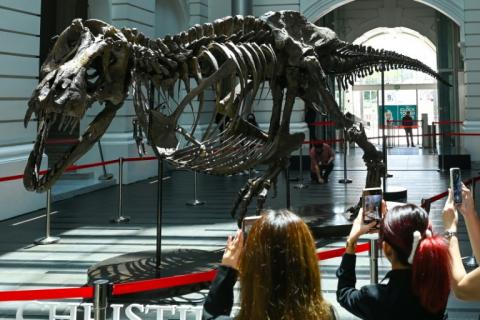 Christie's hat die bevorstehende Versteigerung eines Dinosaurier-Skeletts in Hongkong abgesagt, nachdem Zweifel an der Echtheit einiger seiner Knochen aufgekommen waren.