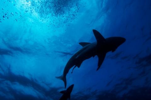 Les requins peuvent lire le champ magnétique terrestre, comme un GPS, pour retrouver leur chemin, selon une étude