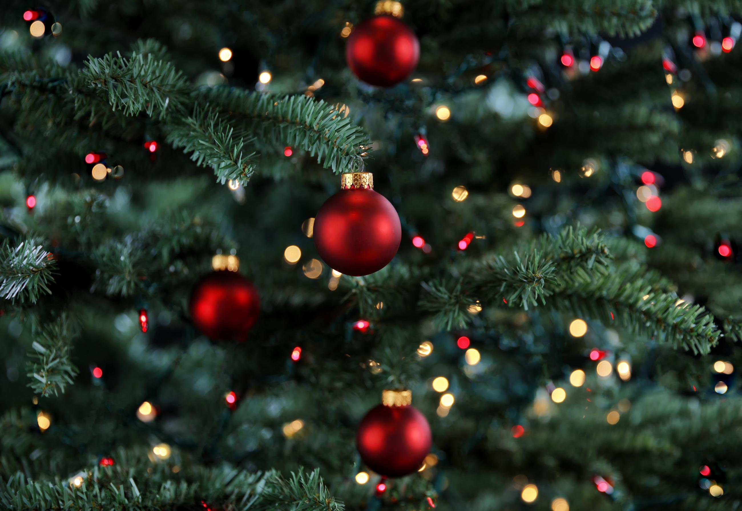 Welcher Weihnachtsbaum ist am nachhaltigsten? Plastik oder echt?