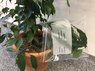 Attacher le sac en plastique hermétiquement sur quelques feuilles d’une branche