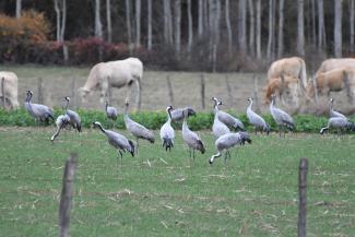 Embouteillage d'oiseaux migrateurs dans le ciel suisse