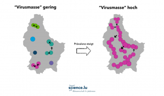 Perkolationseffekt Coronavirus Luxemburg