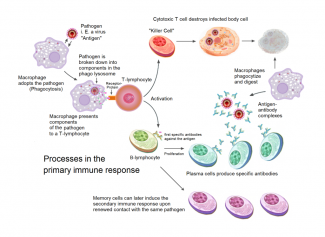 diagram primary immune response