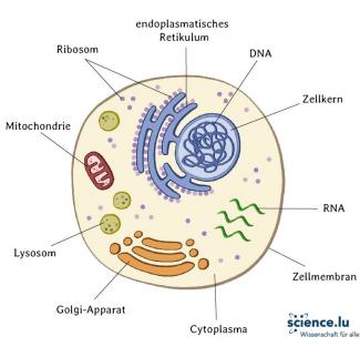 Schema_Zelle