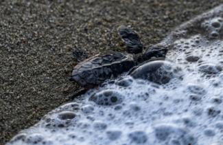 Une jeune tortue de mer de l'espèce Caretta caretta se dirige vers l'océan sur la plage d'El Puerto, à La Sabana, au Venezuela, le 29 juillet 2022