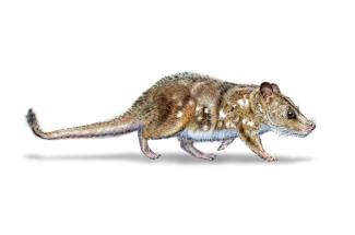 Illustration de Mauricio Alvarez et obtenue auprès de l'Université du Chili le 11 août 2025, représentant un Yeutherium pressor, un petit mammifère de la taille d'une souris qui a côtoyé les dinosaures