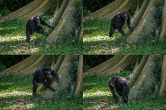 Montage photos non datées et publiées par l’université de St Andrews, le 6 septembre 2022, montrant un chimpanzé tambourinant sur un arbre dans la forêt de Budongo, en Ouganda