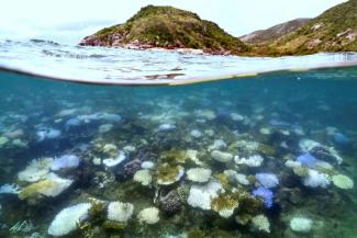 Des coraux blanchis près de l'île Lizard, dans la Grande Barrière de Corail australienne, le 5 avril 2024