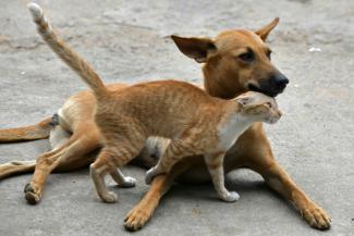 Traiter son chat ou son lapin avec un produit antiparasitaire destiné aux chiens peut avoir des effets indésirables graves, voire mortels, avertit l'Anses