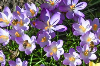 Die von vielen Menschen bei den ersten warmen Sonnenstrahlen empfundene Frühjahrsmüdigkeit ist einer Schweizer Studie zufolge offenbar eher ein kulturelles Phänomen. Durch Daten lasse sich das nicht belegen.