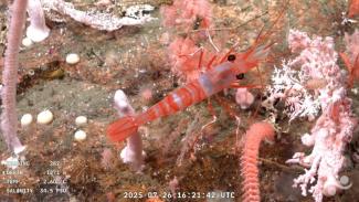 Capture d'écran d'une vidéo publiée par l'Institut océanographique Schmidt et enregistrée par le ROV SuBastian, dans laquelle on peut voir une crevette à 1.271 mètres de profondeur dans le canyon de Mar del Plata, dans la mer Argentine, le 26 juillet 2025