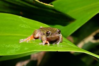 Un spécimen d'une nouvelle espèce de grenouille découverte au Costa Rica, connue sous le nom de "grenouille des sources" (Isthmohyla nacientes), à San José, le 6 août 2026