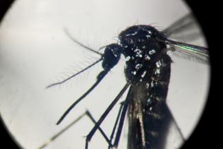 Vue au microscope d'un moustique de l'espèce Aedes aegypti, dans le laboratoire du Centre d'études de parasitologie et vecteurs de l'Institut de recherche CONICET à La Plata, en Argentine, le 26 mars 2024