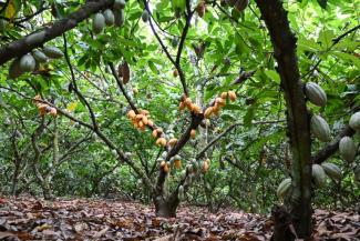 Vue générale de cabosses sur des cacaoyers, dans un champ de semences de cacao appartenant au Centre national de recherche agronomique (CNRA) près de Divo (Côte d'Ivoire), le 15 septembre 2026