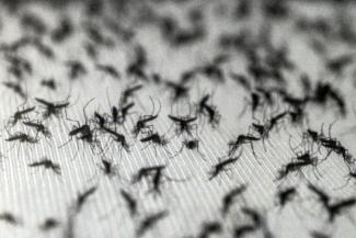 Des moustiques Aedes aegypti dans un laboratoire de la société de biotechnologies Wolbito do Brasil, à Curitiba (Brésil), le 19 mars 2026