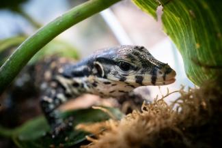 Un bébé varan malais, quelques jours après sa naissance, le 28 janvier 2022 au parc zoologique de Padirac, dans le Lot